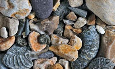 发掘过去 | 侏罗纪海岸的箭石和菊石化石，多塞特郡，英国 (© Nature Picture Library/Alamy Stock Photo)