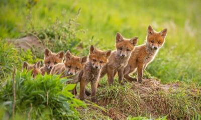 野性本能 | 靠近巢穴的红狐幼崽 (© WildMedia/Shutterstock)
