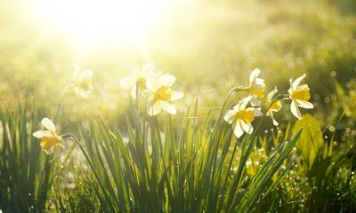 芬芳清新的春天 | 春天的水仙花在清晨绽放 (© LedyX/Shutterstock)